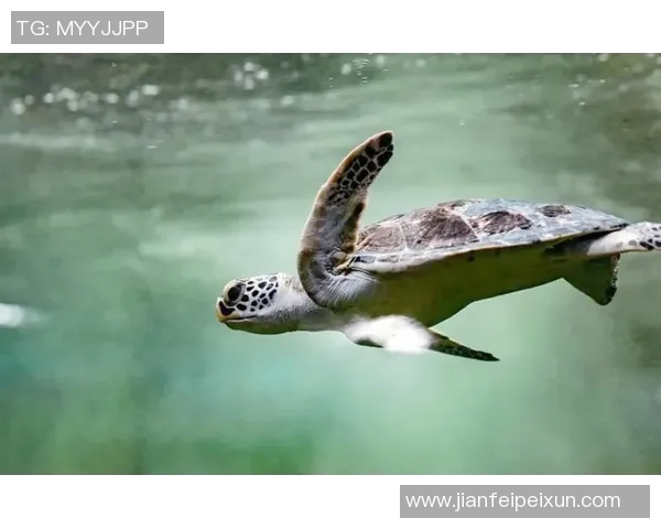足球海龟的奇妙旅程探索海洋与足球的完美结合与环保意识的提升