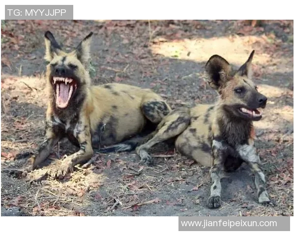 足球野狗的传奇旅程与激情碰撞的赛场故事